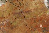 Colorful, Polished Petrified Wood Section - Arizona #129529-1